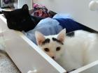 These are my cats Peep and Panda