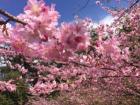It's cherry blossom season!