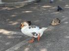 This is the odd duck I found by Konkuk University's Lake
