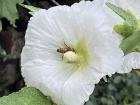 A white Hibiscus flower before full bloom. 