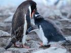 Gentoo penguin feeding a moulting chick