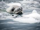 A Crabeater Seal pops his head up to say hello