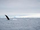 A whale waves its fin above water as it swims past us
