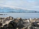 A beautiful image of Gentoo penguins on the rocks with the peninsula in the background