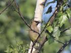 A Cedar Waxwing! BackyardBio has made me finally understand the joys of birding