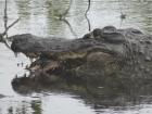 The amazing alligator! Try and figure out what it's eating... no one can so far