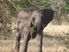 Loving animals has meant that my holidays are often in pursuit of them, like in the case of this charming baby elephant