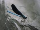 An ebony jewelwing, one of the world's best names for an animal; I spotted this in a local park