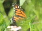  A Monarch butterfly near the tree
