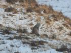 The first time I ever saw a Eurasian lynx was especially exciting
