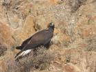 Steppe eagles are stunning birds of prey that feed on small mammals