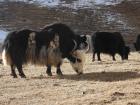 Yak are huge! They are sturdy animals commonly kept by herders living on the Tibetan Plateau