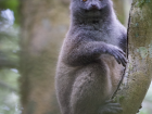 An eastern grey bamboo lemur was spotted in the trees