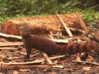 A ring tailed mongoose roaming the rainforest 