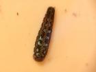 If you look closely, you can see the detailed pattern on this leech