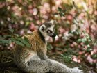 A ring tailed lemur resting on the forest ground. Look at the rings on its tail!