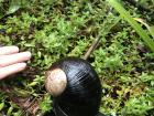 This land snail's shell is the size of a human fist!
