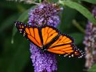 A male Monarch butterfly