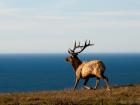 Tule Elk spotted in Point Reyes National Seashore located California, USA