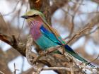 The fantastically colored Lilac-breasted Roller in Kruger National Park, South Africa