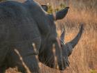 A white rhino closeup in South Africa