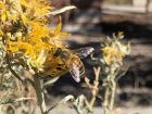 A Western Honey Bee visiting a flower