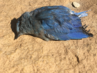 During our Backyardbio a severe weather episode swept through the area. Sadly, this Mountain Bluebird did not survive