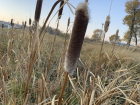 Have you ever seen cattail like this before?
