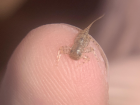 My student Forbes found this Maccaffertuim (flatheaded mayfly) in the Green River