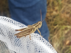 My student Trenton spotted this short-horned grasshopper near Scott’s Bottom area Green River, WY