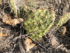 My student Luci found this called called a Prickly Pear. Be careful, it will poke you!