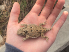 A closeup picture of a greater short-horned lizard (often called “horned toad”) outside Green River High School 