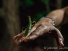 A friendly praying mantis in Zambia on our first night at camp