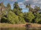 Cape Buffalo, Chobe National Park