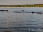Hippos at Chobe National Park
