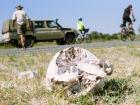 Elephant skulls are actually hollow, like coral