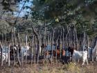 Farmers protect their land