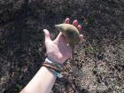 This is a baobab seed pod, which is a yummy food!