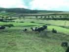 Vacas Felizes! Happy Cows!