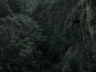 Laurissilva forest on the island of Madeira