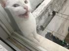 The cat was always at my window trying to get inside!