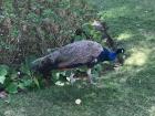 A peacock at my local park!