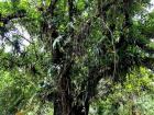There are hundreds of diverse epiphytes living on this tree