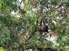 This sloth is surrounded by epiphytes that help to camouflage her 