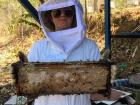 This is what a honey comb looks like 