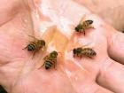 If you put organic all natural honey on your hand you can feed the bees in the park
