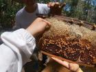 Tasting fresh honey