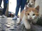 Street cats are everywhere in Morocco!