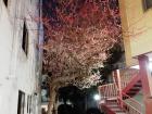 A "ume" (plum) tree, which looks similar to sakura, blooming next to my dorm
