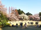 Shinjuku Gyoen National Park still received many visitors in March despite some COVID-19 concerns